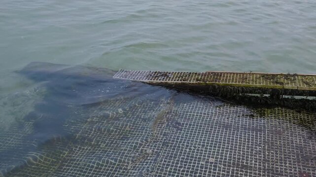Close up view of dark seaweed and algae clinging to a floating dock's metal grating where it meets calm harbor water.