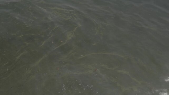 Close-up of green algae floating on the calm surface of a lake, revealing natural freshwater textures, aquatic vegetation, and peaceful rippling water.