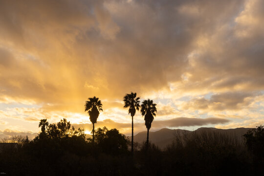 radiant sunset clouds and silhouette of palm trees, Stanford, South Africa