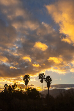 radiant sunset clouds and silhouette of palm trees, Stanford, South Africa