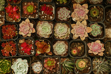 Fototapeta premium A wide variety of succulents 