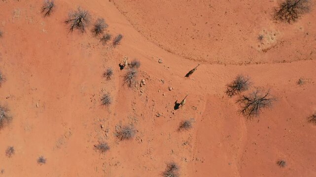 Aerial top-down drone follows giraffes running across Etosha National Park. Red arid ground, leafless trees, sunny day. Namibia wildlife