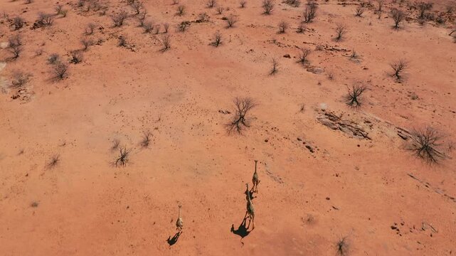 Drone follows giraffes running across Etosha National Park, Namibia. Red dry ground, sparse leafless trees, clear sunny day. Wildlife aerial footage
