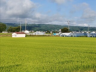 Fototapeta premium Vibrant green rice fields stretch beneath a partly cloudy sky