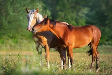 Couple horse on pasture © kwadrat70