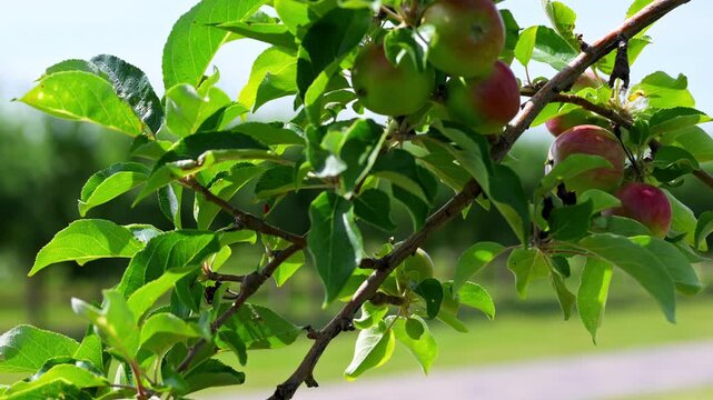 Close up shoot of Ripening apples growing on a tree branch in a sunny time. Fresh fruit developing naturally during the growing season on a commercial apple farm.