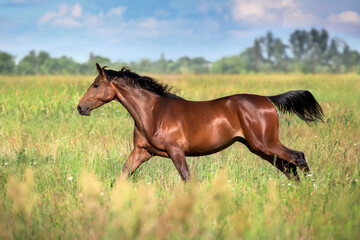 Bay horse with long mane run free © kwadrat70