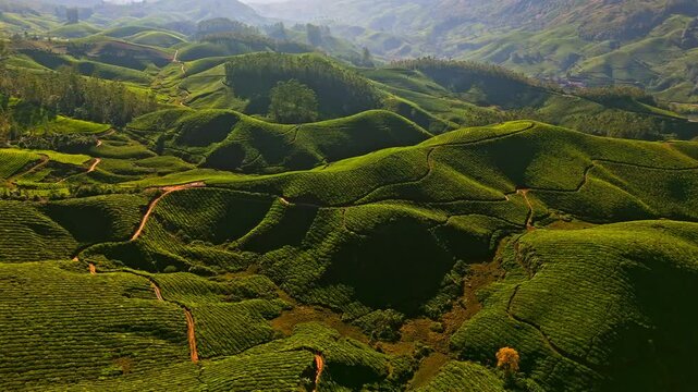 AERIAL: Golden tea plantations rotating drone shot of green hills in Munnar