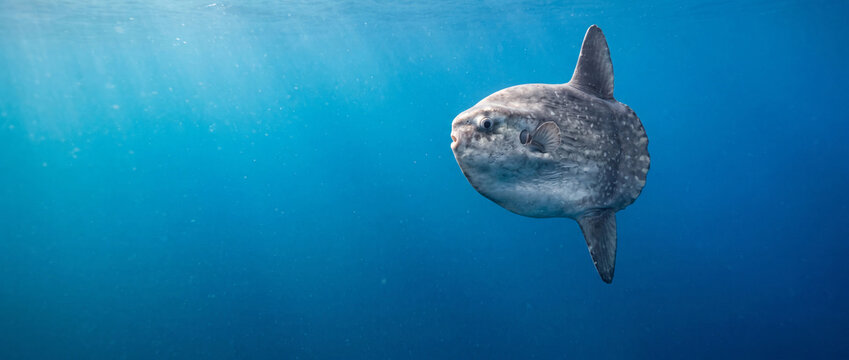 Ocean Sunfish Swimming in Clear Blue Water with Sunlight