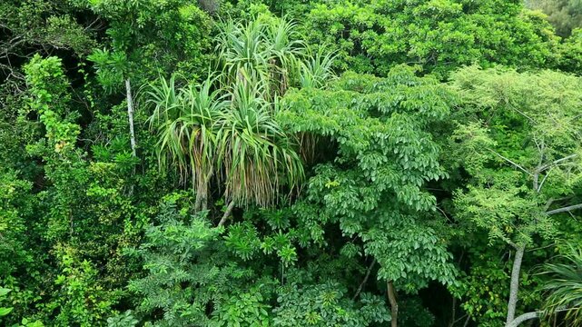 タコノキの母島の森