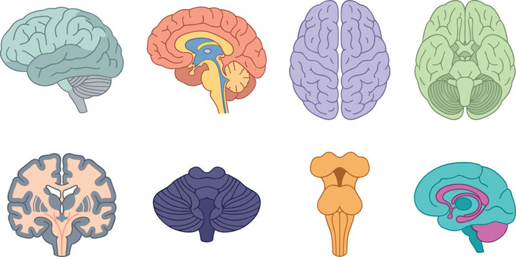 Human Brain Anatomy Collection with Cerebrum, Cerebellum, Brainstem, Sagittal Sections, Top Views, and Medical Neuroscience Vector Illustration Set