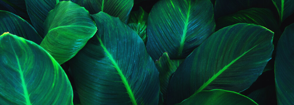 abstract tropical leaf textures on dark tone, natural green background.