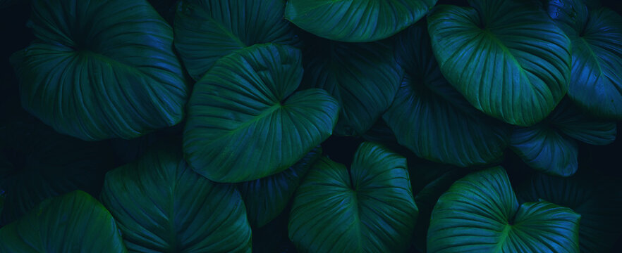 abstract tropical leaf textures on dark tone, natural green background.