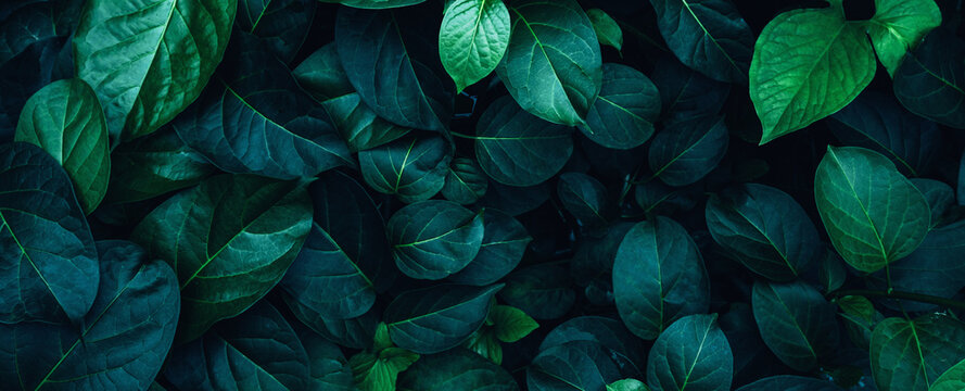 abstract tropical leaf textures on dark tone, natural green background.