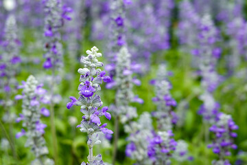 Obraz premium field of lavender, Beautiful purple salvia flowers blooming in Queen Sirikit Park, Bangkok, Thailand. The vibrant floral landscape showcases one of Bangkok’s gardens and urban 