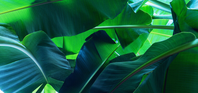 abstract tropical banana leaf textures on dark tone, natural green background.