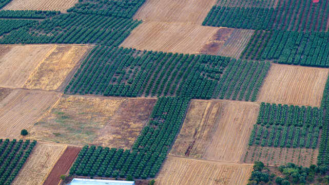 Orderly Orchard Rows Framing Patchwork Fields Near Nea Moudania