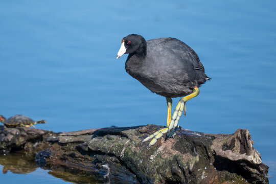 American coot standing on a log by the water in natural habitat