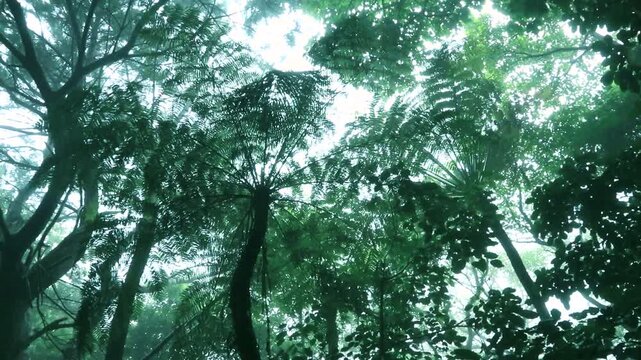 マルハチの森