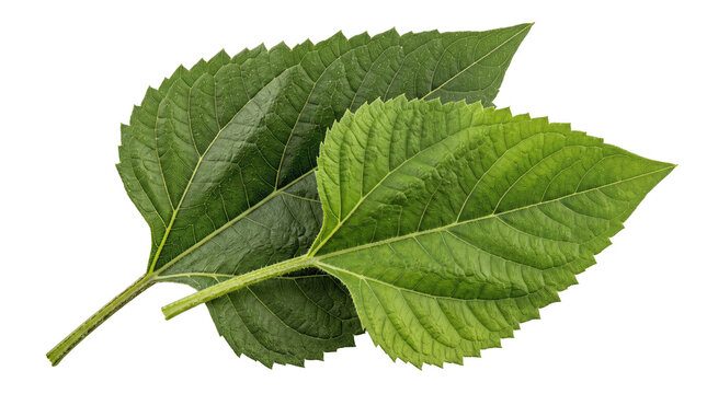 Fresh green sesame leaves isolated on white background, vibrant perilla leaf group with serrated edges, organic herbal foliage for culinary design