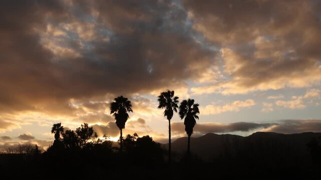 radiant sunset clouds and silhouette of palm trees, Stanford, South Africa