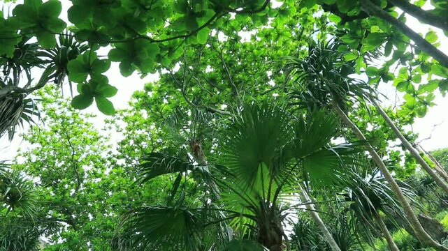 父島の森