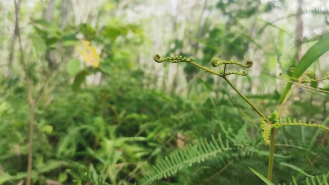 Close-up shot of fresh green fern frond with curled tips growing in a lush tropical forest.
