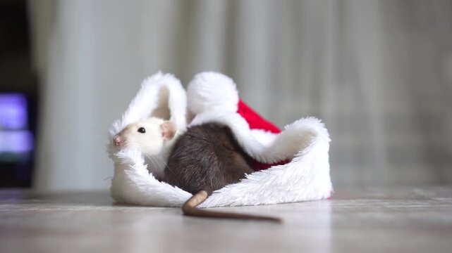 Two rats are sitting in a Santa hat on Christmas Eve