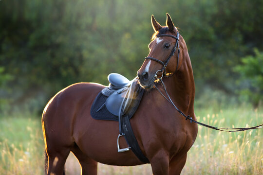 Horse in bridle