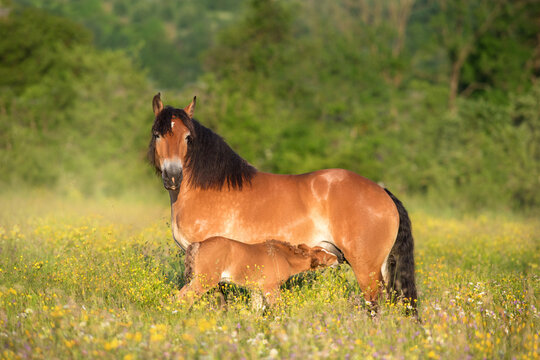 Bay belgian draft mare and foal