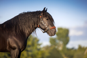 Draft horse with long mane portrait © callipso88