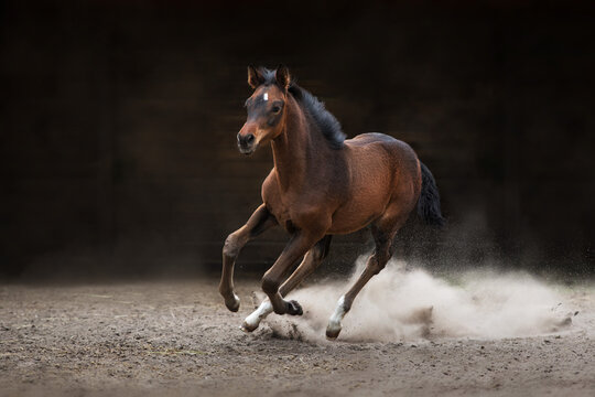 Bay foal free run isolated on black