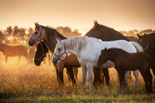 A herd of Percheron horses