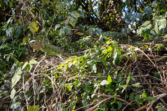 Common Green Iguana - Iguana iguana, large lizard from Central and Latin America woodlands, forests and fresh waters shores, Pantanal, Brazil.