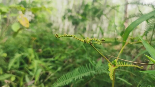 Close-up shot of fresh green fern frond