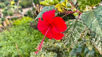 Vibrant red hibiscus flower with a long stamen blooming amidst unique variegated green and white leaves in a lush garden setting. © Glass Roots