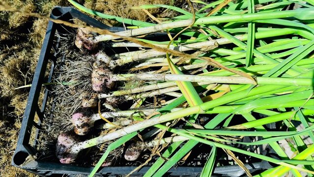 Garlic bulbs with green stalks resting in a black crate under bright sunlight