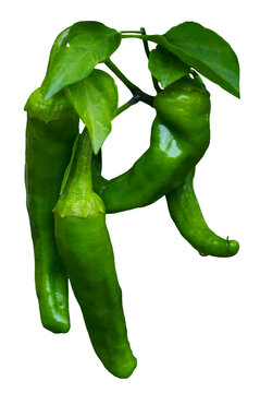 Fresh green chili peppers with leaves isolated on white background
