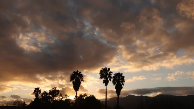 radiant sunset clouds and silhouette of palm trees, Stanford, South Africa