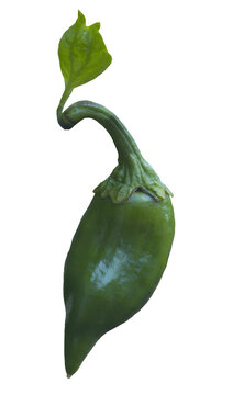 Single fresh green chili pepper with leaf isolated on white background