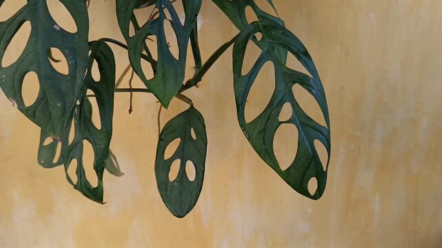 Close Up of Monstera Adansonii Leaves Hanging Against Wall