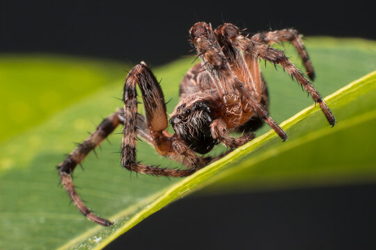Intense Wolf Spider Lycosidae and Ground Hunter on Green Leaf Edge