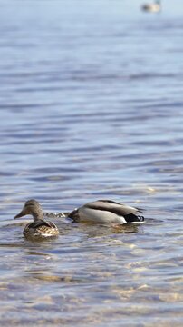 Pair of male and female mallard ducks swimming and feeding together in the clear, shallow water of a sunlit lake, showcasing natural waterfowl behavior and dabbling for food on a calm day