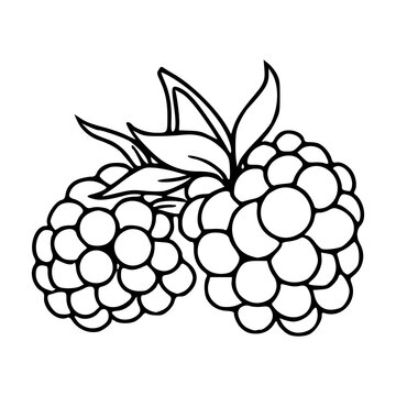fresh blackberries with leaves line art illustration