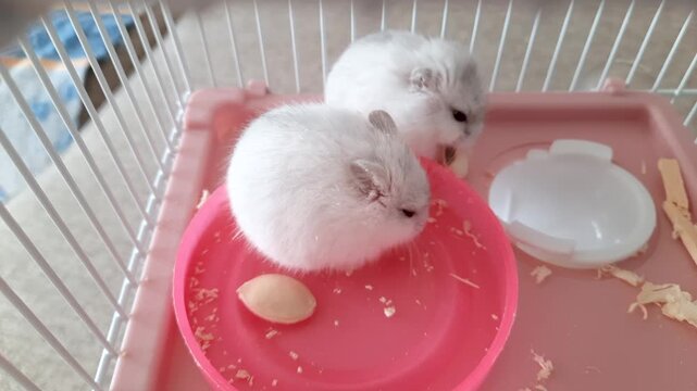Two fluffy white dwarf hamsters sit in a cage and eat from a pink bowl.