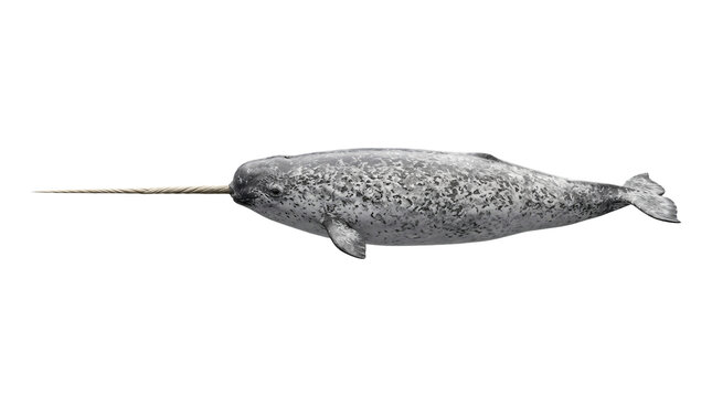 Monochrome side profile illustration of a narwhal featuring its iconic long spiral tusk against a neutral background.