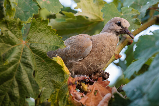 Streptopelia decaocto. A young, fully feathered Eurasian Collared Dove perched among the leaves of a grapevine.