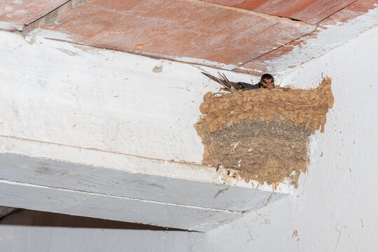 Barn Swallow repairing its nest with mud and dry vegetation. Hirundo rustica.