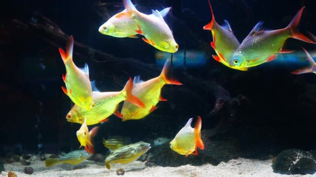 Barbonymus schwanenfeldii is a type of freshwater fish belonging to the Cyprinidae family. It swims in groups in aquariums.