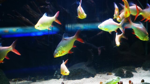 Barbonymus schwanenfeldii is a type of freshwater fish belonging to the Cyprinidae family. It swims in groups in aquariums.